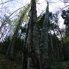 古木４