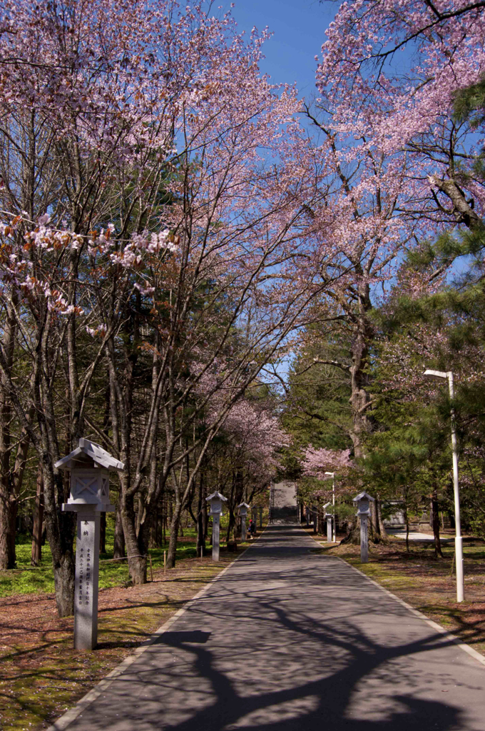 境内の桜