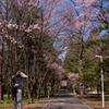 境内の桜