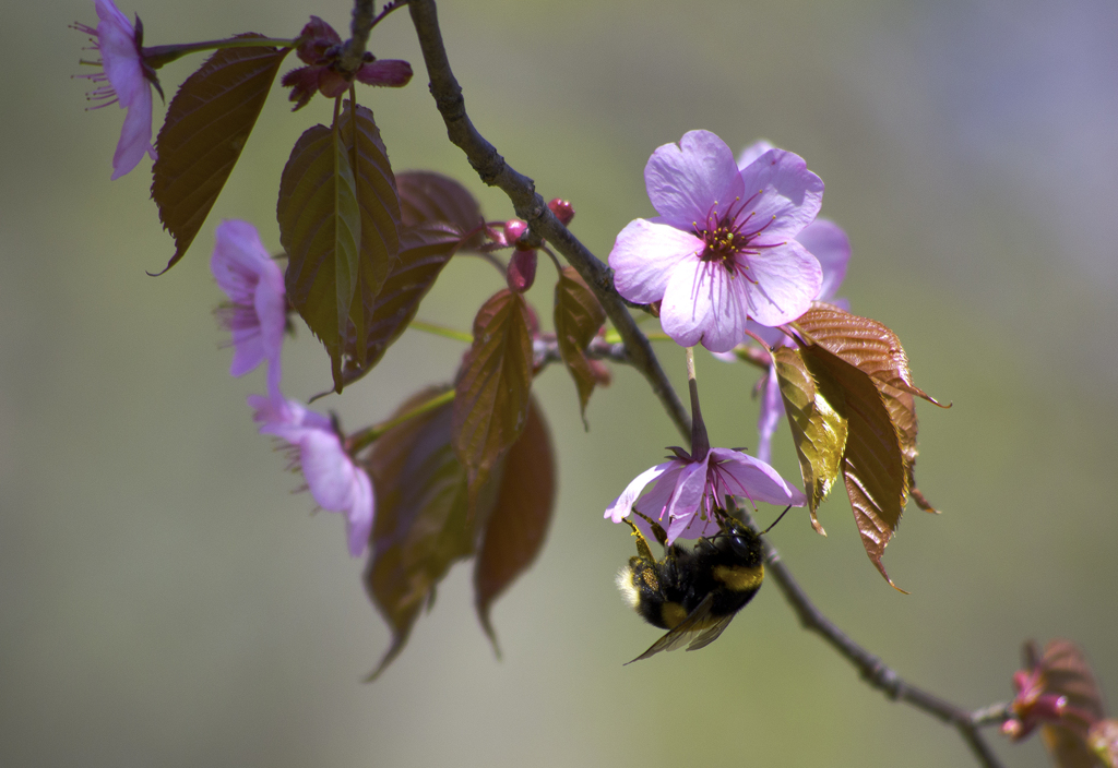 桜の花と蜂