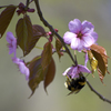 桜の花と蜂