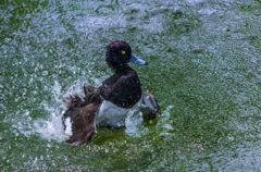 水鳥と水紋２