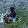 水鳥と水紋２