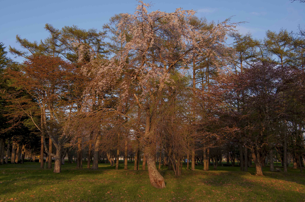 踊る桜