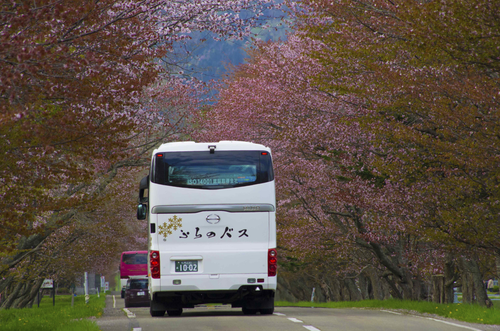 桜ツアー
