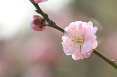 咲き始めの梅1