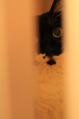 襖の陰から