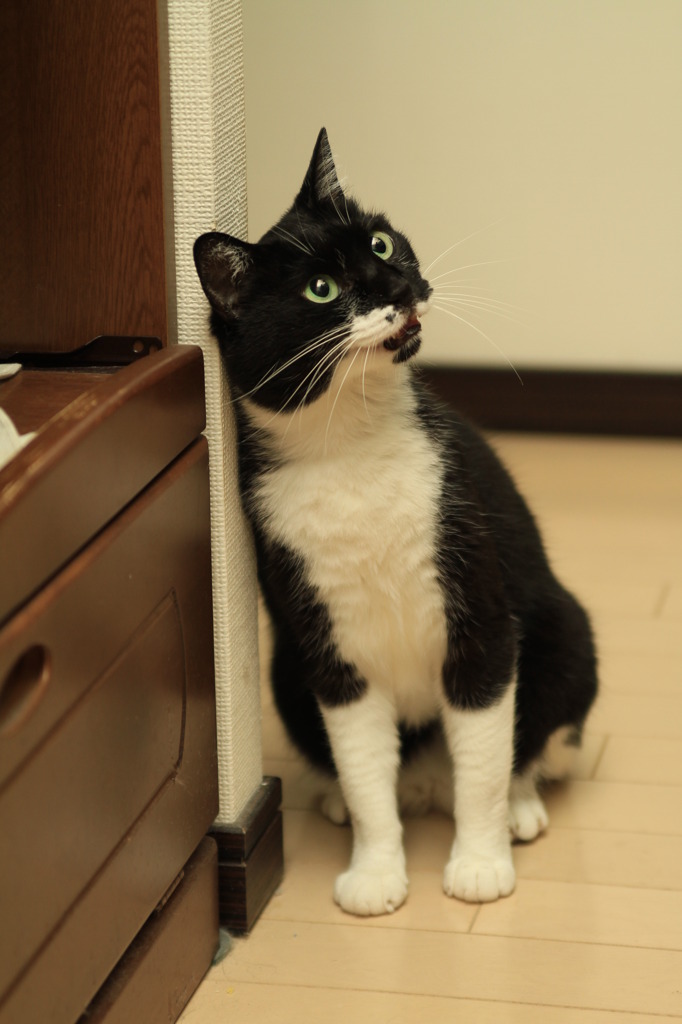 食事まだかな？