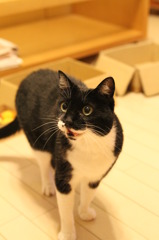 えがお