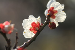咲き始めの梅2
