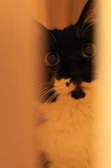 襖の陰から2