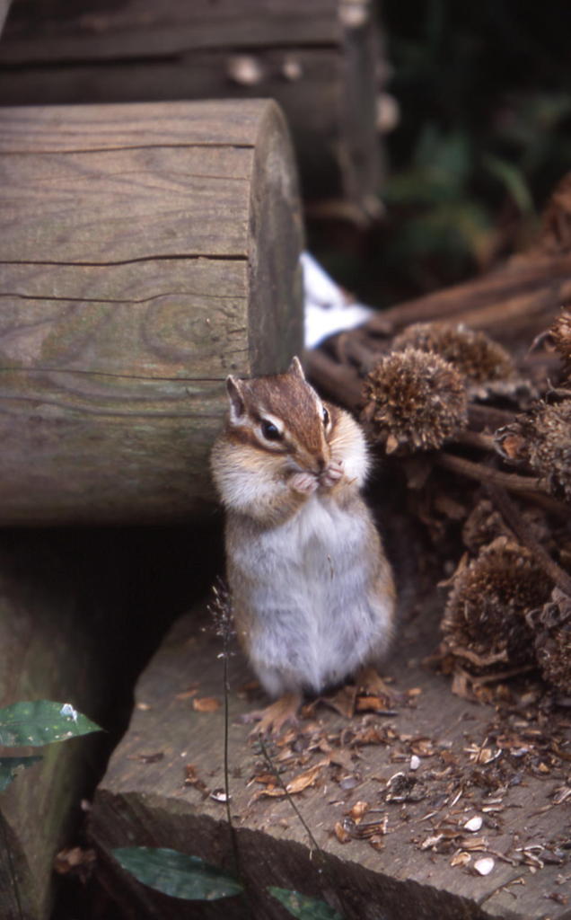 食べ過ぎ