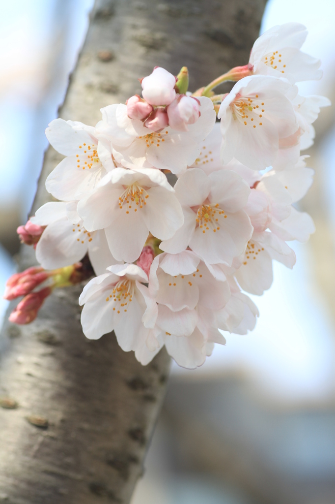 桜のぼんぼり