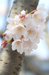 桜のぼんぼり