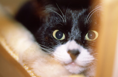 lovely　cat