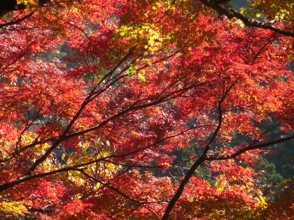 鰐淵寺 紅葉16 By Mxj Id 写真共有サイト Photohito