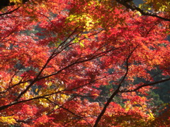 鰐淵寺　紅葉16