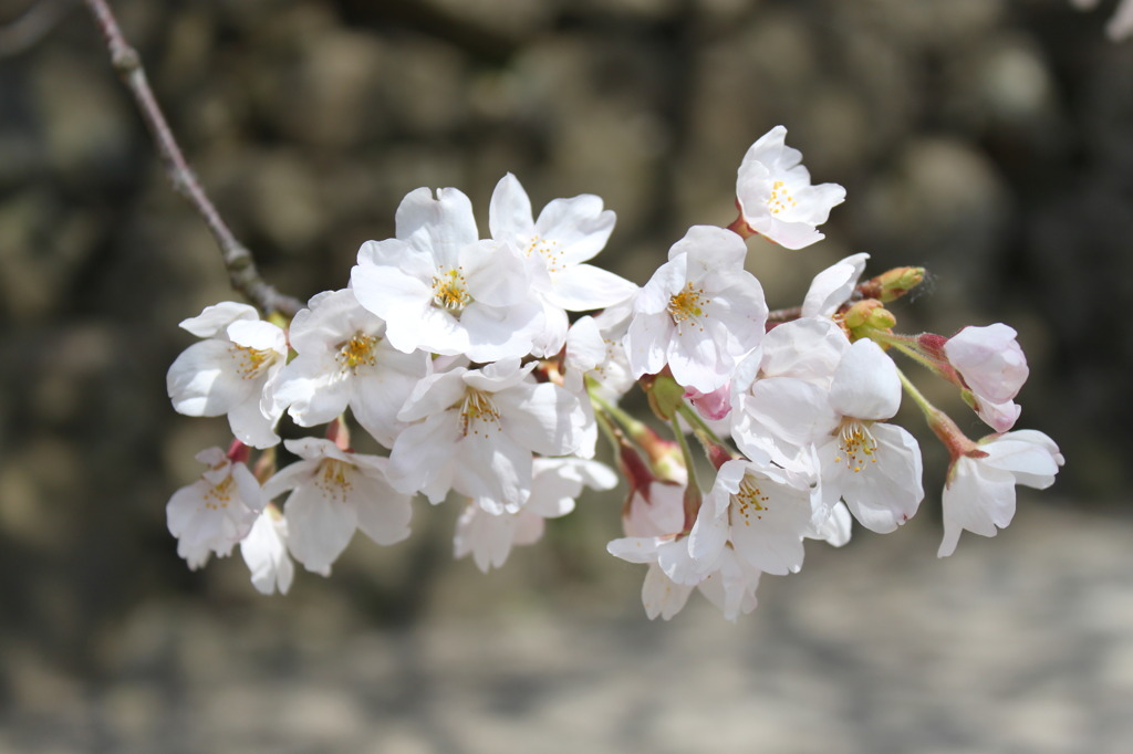 松江城　桜