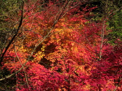 鰐淵寺　紅葉2