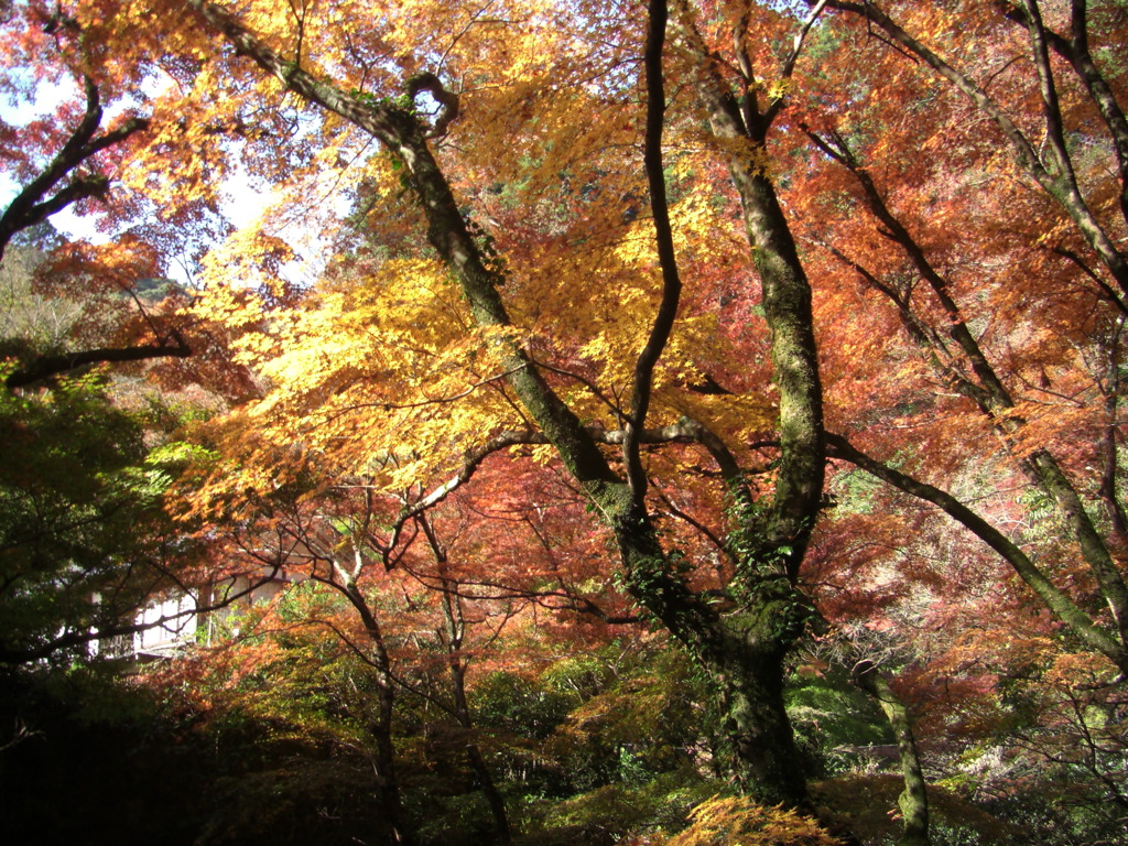 鰐淵寺　紅葉6