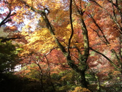 鰐淵寺　紅葉6