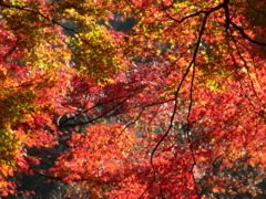 鰐淵寺　紅葉15