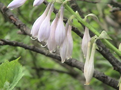 大山草花