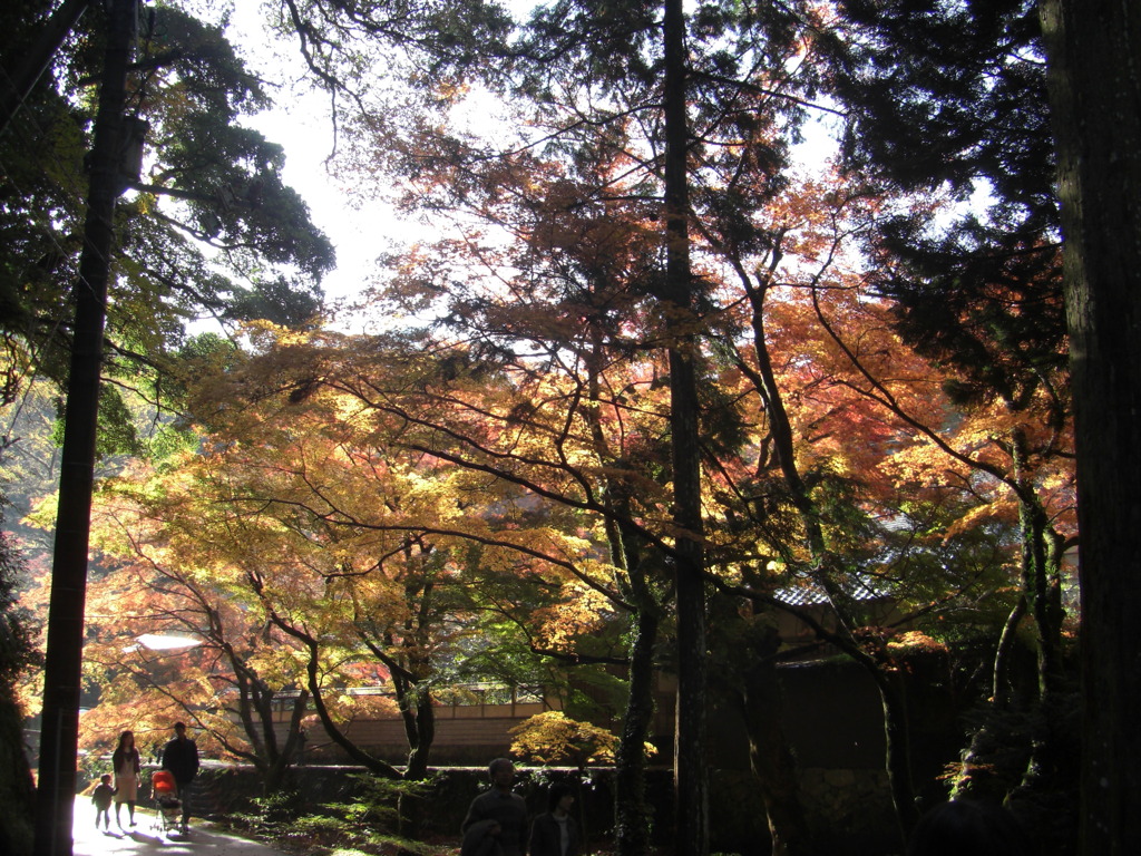 鰐淵寺　紅葉5