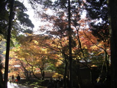 鰐淵寺　紅葉5