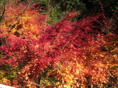 鰐淵寺　紅葉1