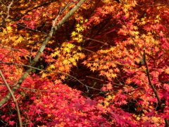 鰐淵寺　紅葉3