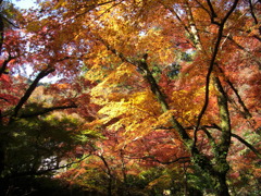 鰐淵寺　紅葉7