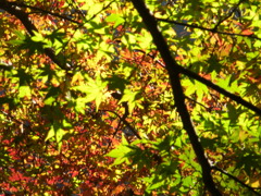 鰐淵寺　紅葉14