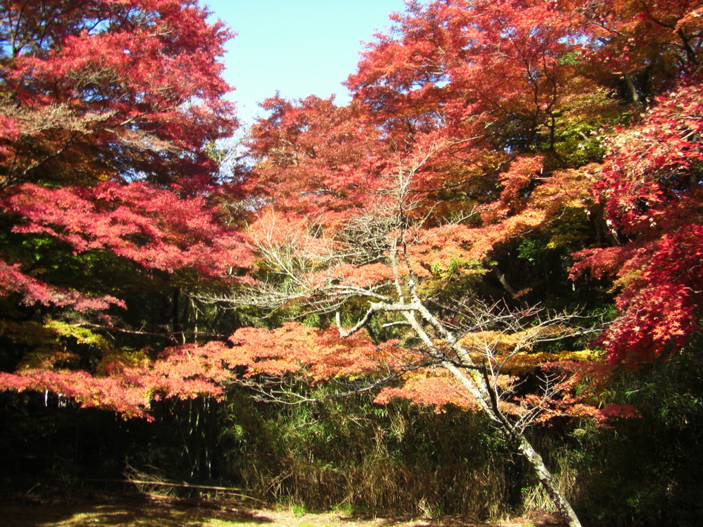 鰐淵寺　紅葉11