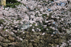松江城　桜