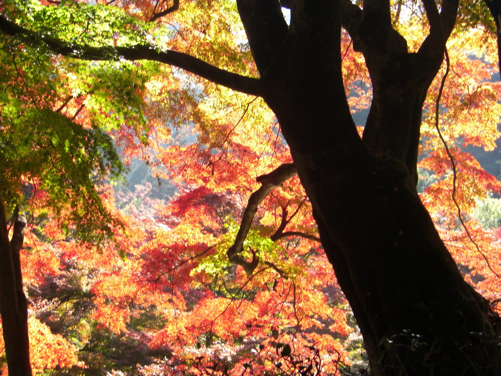 鰐淵寺　紅葉13