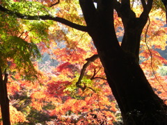 鰐淵寺　紅葉13
