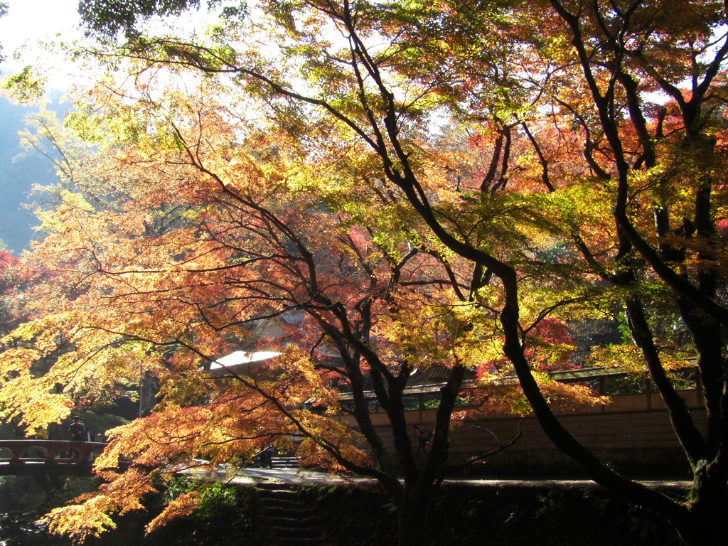 鰐淵寺　紅葉8