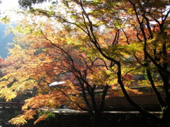 鰐淵寺　紅葉8