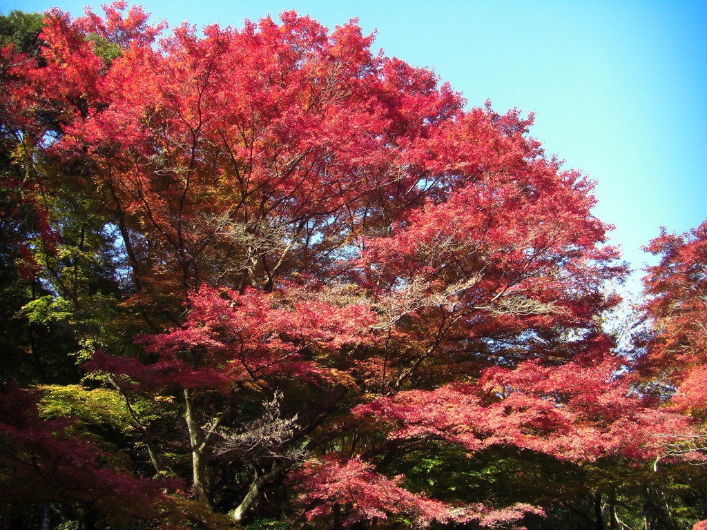 鰐淵寺　紅葉12