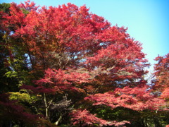 鰐淵寺　紅葉12