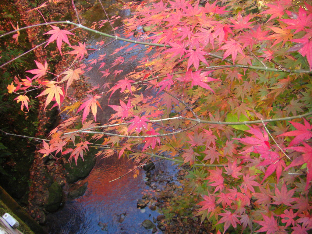 鰐淵寺　紅葉4