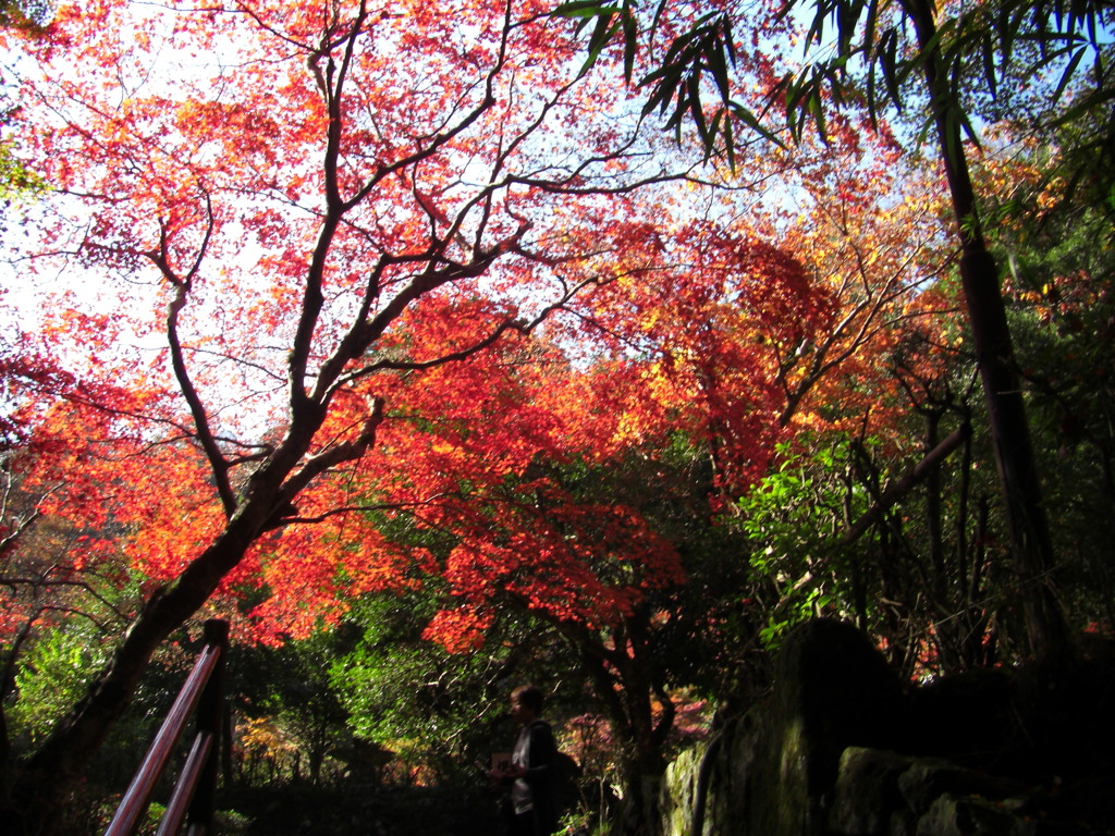 鰐淵寺　紅葉10