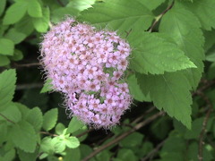 大山草花