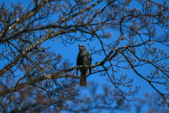 この鳥は。。。