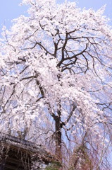 境内のしだれ桜
