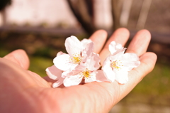 桜花