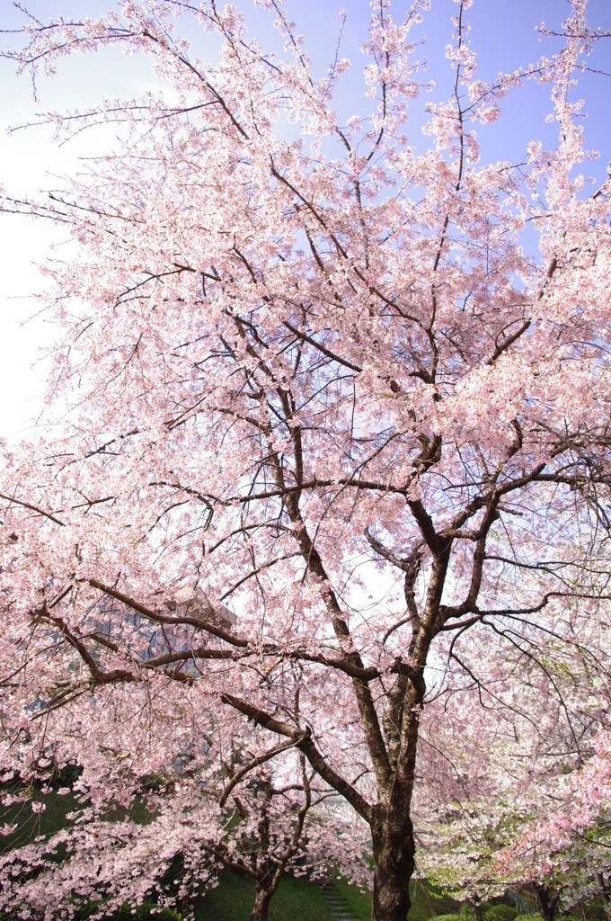 桜
