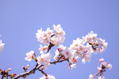 桜と青空