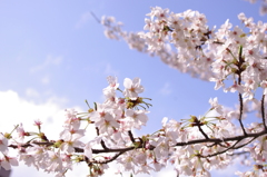 桜と青空　その２